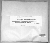 Image of Callome multipartita